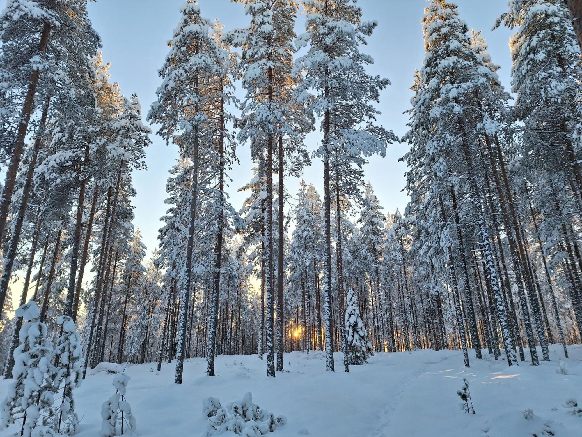 Villa Aleksi With Sauna Rovaniemi Eksteriør billede